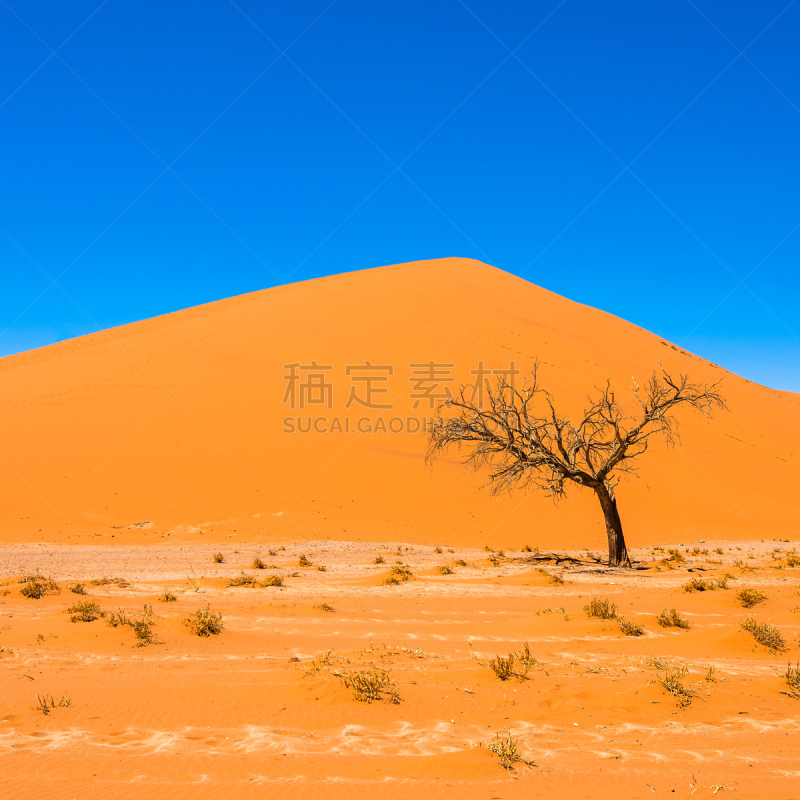 毛洋槐,苏丝斯黎,纳米比亚,沙丘,红色,纳米布沙海,瑟斯瑞姆,死亡谷,金合欢树,天空