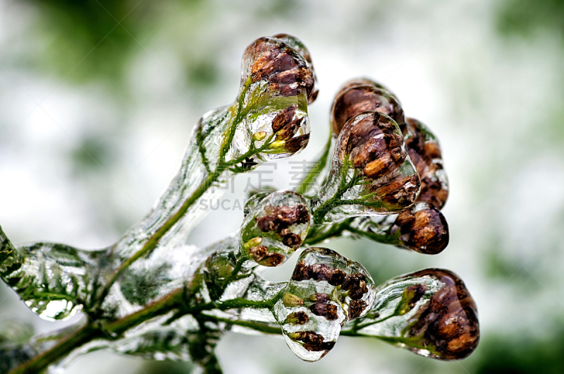 冰,进退维谷,水,美,褐色,新的,气候,温度,水平画幅,雪