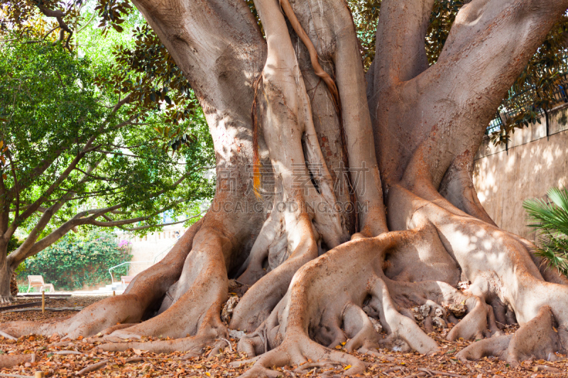 无花果树,根部,帕尔马,moreton bay fig,园林,美,公园,褐色,水平画幅,无人