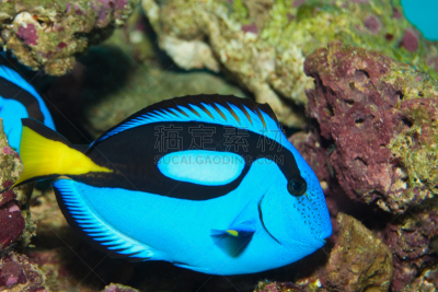 蓝色,河马,水,水平画幅,无人,blue tang fish,水下,颊纹鼻鱼,海鱼,海洋