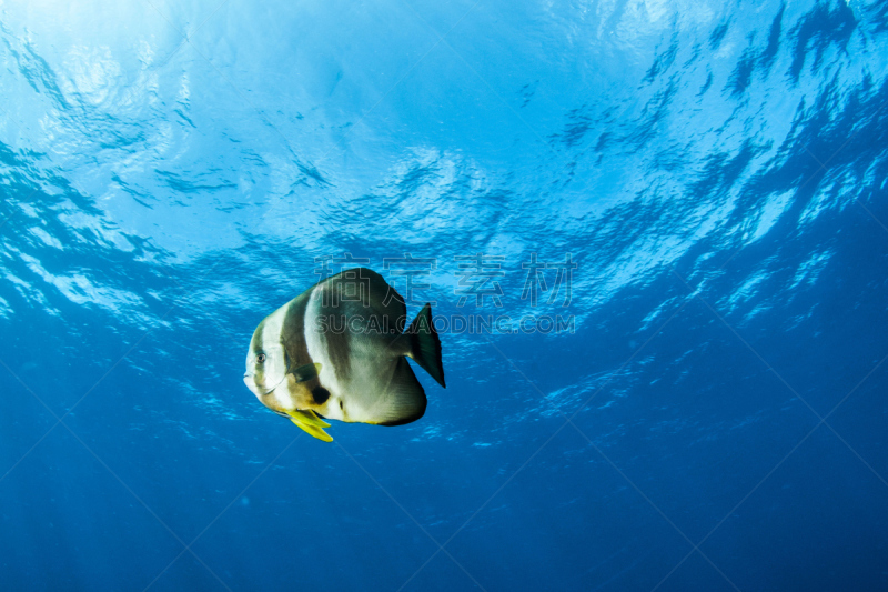 圆眼燕鱼,水,椭圆形,水平画幅,水肺潜水,水下,动物习性,pectoral fin,野外动物,特鲁克泻湖