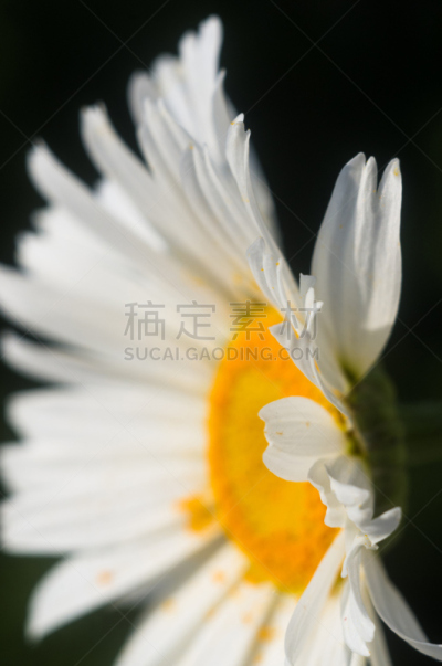 甘菊,选择对焦,垂直画幅,芳香的,草坪,夏天,草,明亮,花束,白色