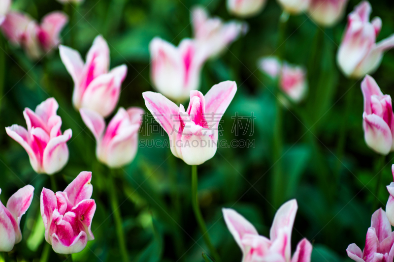 郁金香,粉色,昆士兰州,有花边的郁金香,边框,瞿麦,白色,边缘现象,撕破的,决胜点