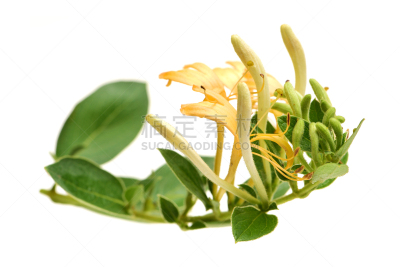 忍冬,自然,水平画幅,雄蕊,无人,特写,箭木,华丽的,植物,黄色