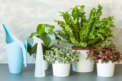 室内植物,燕窝蕨,花盆,水平画幅,枝繁叶茂,无人,干净,特写,明亮,鸟巢