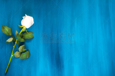 蓝色背景,平铺,利夫海德,empty quarter,太平洋山茱萸,水平画幅,无人,俄罗斯,摄影