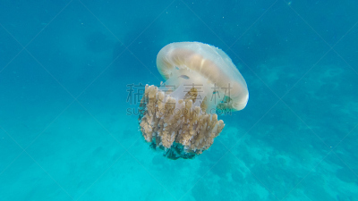 水,蓝色,海洋,水母,太平洋,西海岸荨麻,美,水平画幅,形状,刺螫水母