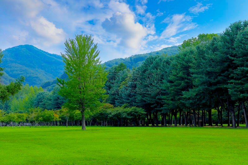 韩国,绿色,岛,田地,红杉,环境,草,小路,朝鲜半岛