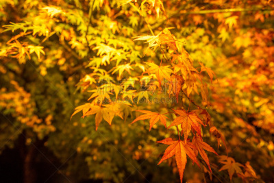枫树,夜晚,古老的,秋天,叶子,自然美,巨大的,星和园,传统,九州