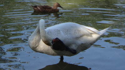 天鹅,白色,水,水平画幅,无人,鸟类,动物习性,野外动物,户外,特写