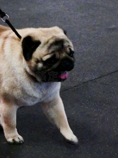 小的,狗,培训课,牧羊犬,受过训练的狗,鼠猎犬,哈巴狗,与众不同,驯狗员