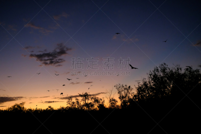 蝙蝠,黄昏,水平画幅,热带气候,无人,日落,摄影,剪影