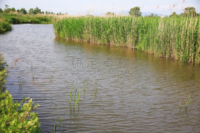 泻湖,福岛县,新泻市,新泻县,北陆地区,水,水生植物,水平画幅,绿色,无人