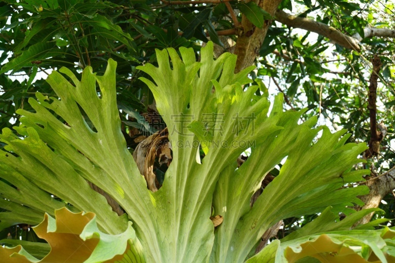 叶子,二歧鹿角蕨,鹿角蕨,甘草蕨,deer fern,水龙骨科,弗雷泽岛,根状茎状植物,附生植物,蕨类