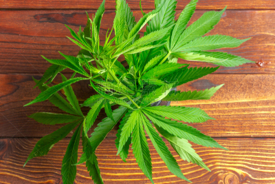 木制,叶子,桌子,塔法里教教徒,瘾君子,古玩商,绿色,古老的,自然界的状态,农业