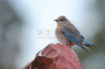 山脉蓝知更鸟,自然,蓝鸟车,野生动物,水平画幅,无人,蓝色,鸟类,观鸟,北美歌雀