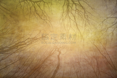 森林,自然,松树,水平画幅,无人,图像处理,阶调图片,自然美,复古风格,风景