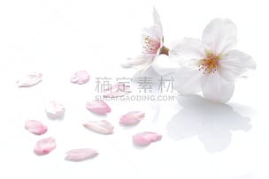 花瓣,亚洲樱桃树,樱花,脆弱,花头,自然界的状态,柔和,植物学,华丽的,美