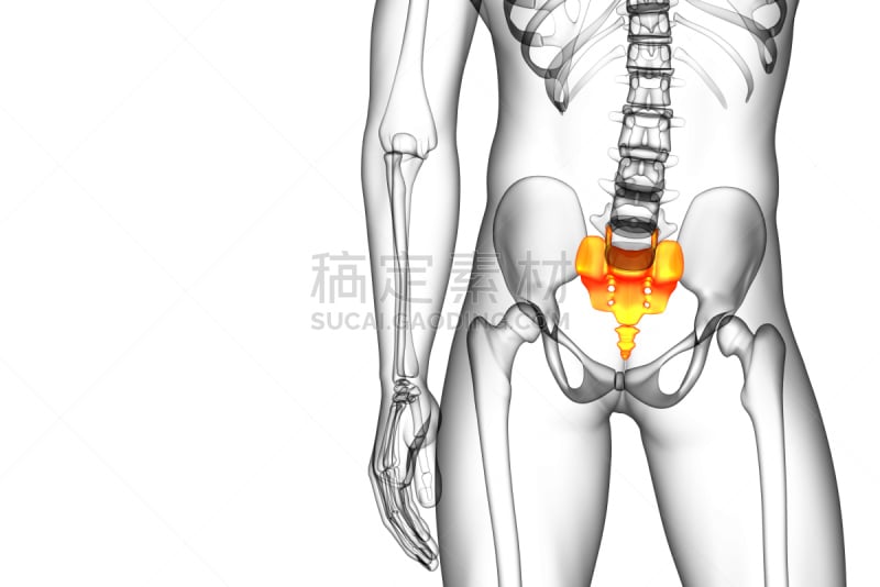 骶骨,健康保健,骨骼,插画,三维图形,尾骨,骶区,脊椎,人类骨架,水平画幅
