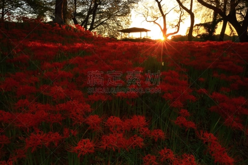 孤挺花,大群动物,九月,旅途,大崎市,植物,户外,天空,日本,自然