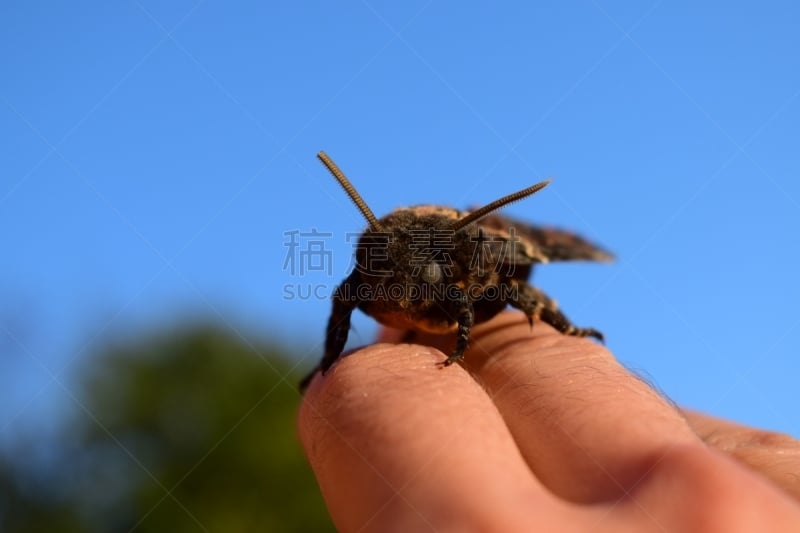 巨大的,死亡的动物,动物头,蝴蝶,家庭,社区,命运三女神,曲柄,白杨,自然