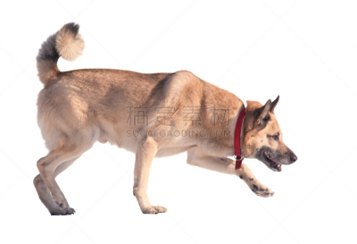 狗,白色,分离着色,宠物,白色背景,背景分离,图像,莱卡犬,一只动物,跑
