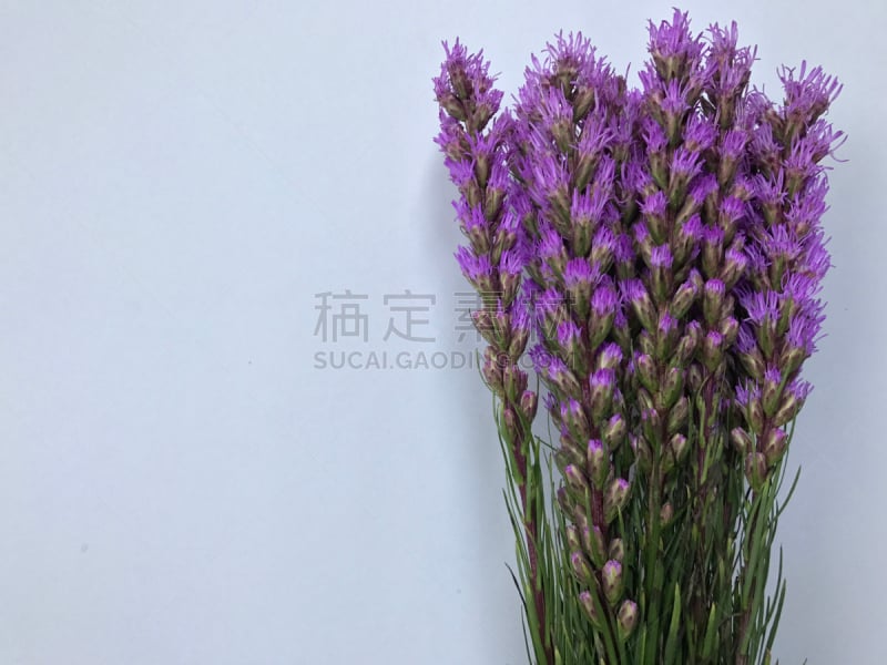 Violet flower decoration