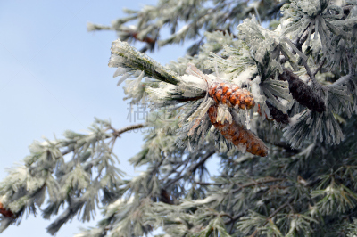 白枞树,霜,松果,粉末状雪,冰柱,雾淞,天空,雪,明亮,冰晶