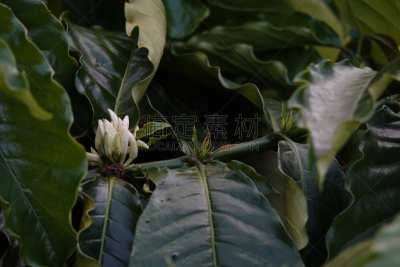 叶子,枝,咖啡豆,农业,熟的,樱桃,色彩鲜艳,色彩饱和,植物,热带树