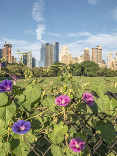 中央公园,纽约,中央公园草坪,垂直画幅,紫色,全景,风景,旅行者,户外,摄影