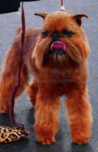小的,狗,培训课,牧羊犬,受过训练的狗,鼠猎犬,哈巴狗,与众不同,驯狗员