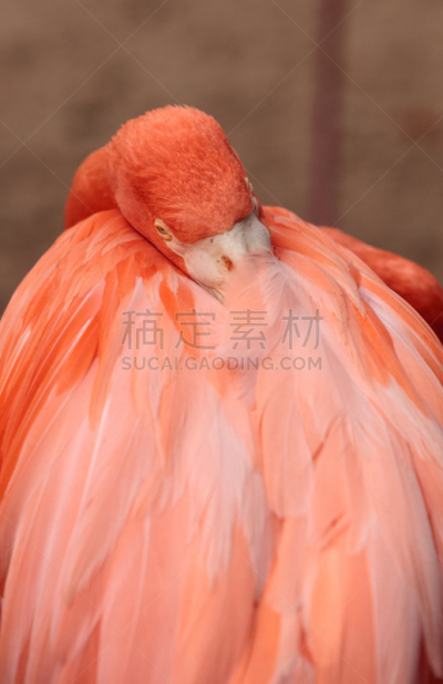 美洲火烈鸟,大火烈鸟,粉色,繁殖季节,火烈鸟,垂直画幅,野生动物,美国,两翼昆虫,鸡蛋