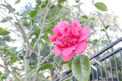 Red Peony