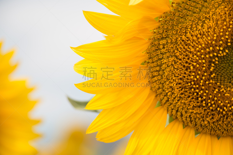 向日葵,葵花油,鸭跖草,common sunflower,2000到2009,光合作用,选择对焦,留白,水平画幅,无人