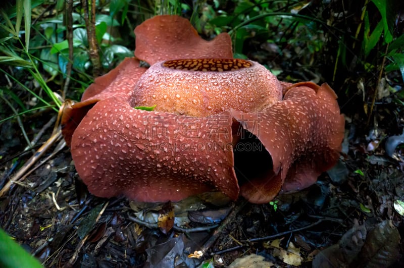 大王花,生物学,湿,喀麦隆,热带气候,仅一朵花,寄生的,2015年,户外,马来西亚