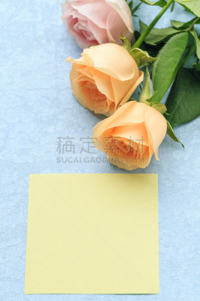 玫瑰,自然美,芳香的,贺卡,浪漫,蔷薇科,植物,背景,节日,礼物