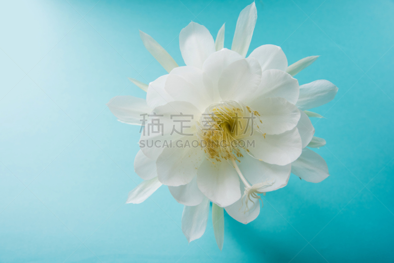 荷花,分离着色,美,稀缺,芳香的,水平画幅,夜晚,无人,喜马拉雅山脉,异国情调