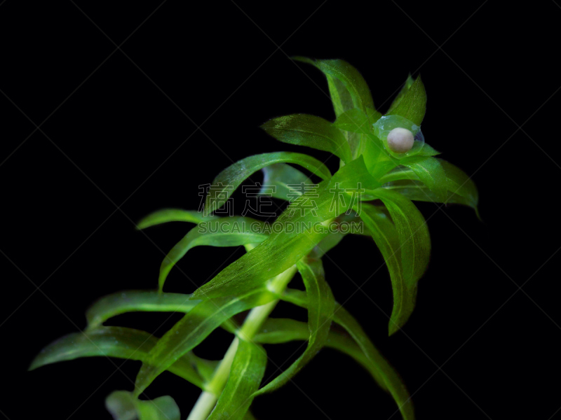 蝾螈,卵,水生植物,水,水平画幅,无人,特写,黑色背景,植物,新生活