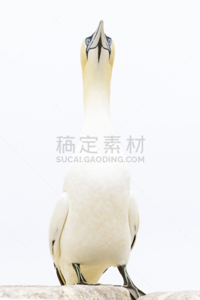 北方鲣鸟,自然界的状态,野生动物,鲣鸟,一只动物,动物,鸟类,岩石,户外,全身像