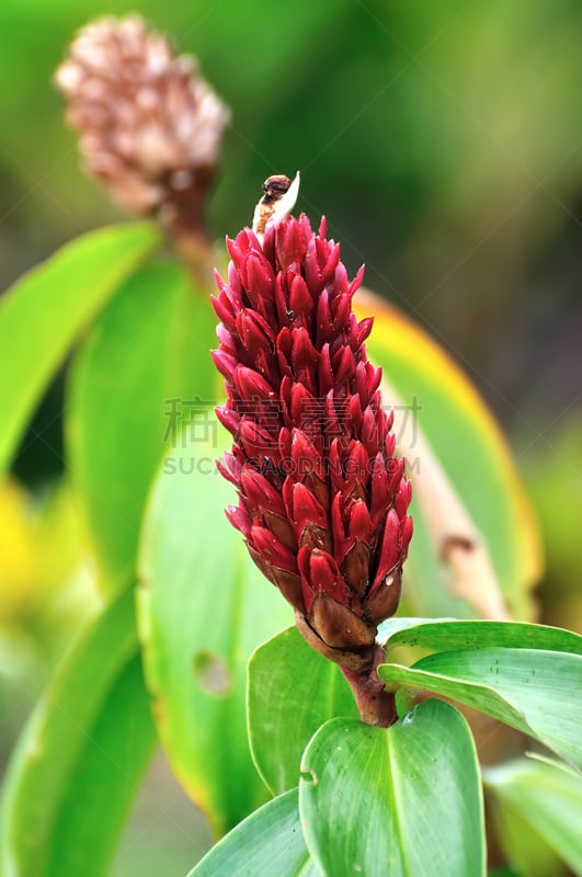 红色,gingerlily,自然美,鸡尾酒,shell ginger,垂直画幅,无人,热带雨林,户外,特写