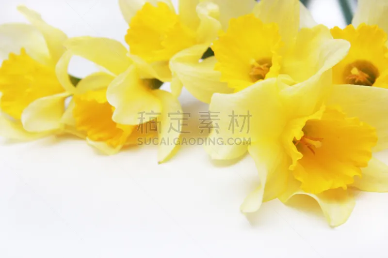 水仙花 自然 水平画幅 无人 白色背景 特写 明亮 3到4个月 花束 春天图片素材下载 稿定素材 水仙花 自然 水平画幅 无人 白色背景 特写 明亮 3到4个月 花束 春天图片素材下载 稿定素材