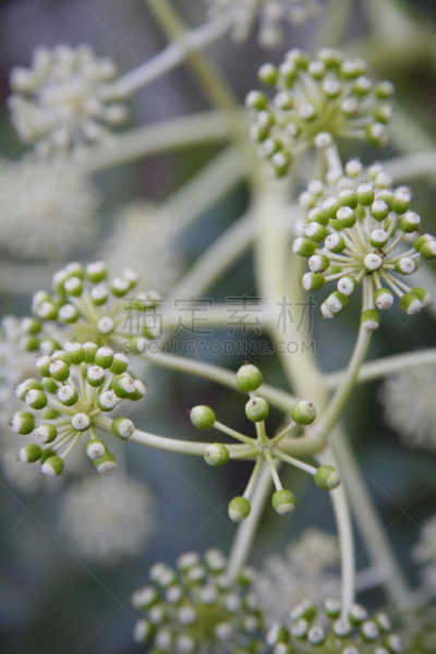 八角金盘属,自然,垂直画幅,无人,日本,户外,特写,植物,兵库县,冬天