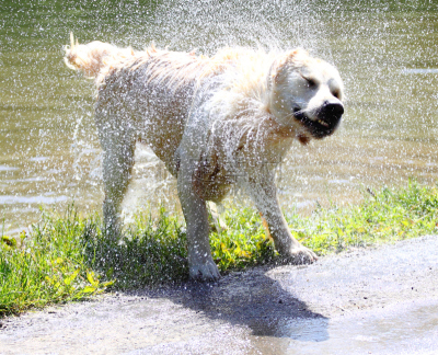 金毛寻回犬,假人撞击测试,水,草地,纯种犬,水平画幅,秋天,湿,夏天,户外