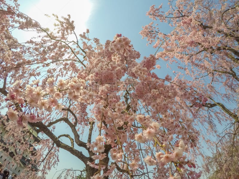 日本,樱花,弘前公园,粉色,青森县,东北片区,自然美,樱桃,春天,植物