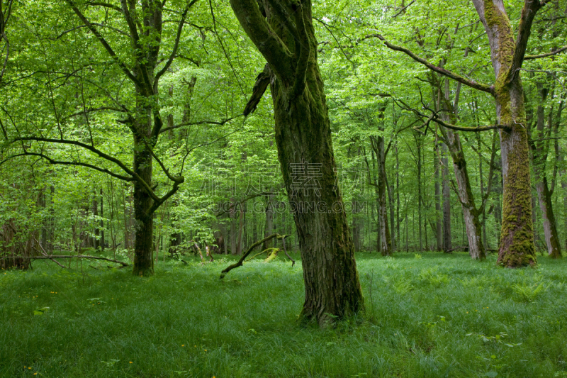 落叶树,春天,bialowieza forest,比阿洛维察,角树,橡树林地,生态多样性,草原,水平画幅,枝繁叶茂