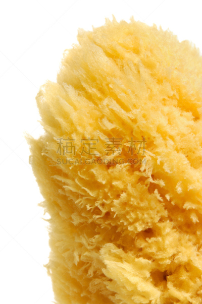自然,海绵,垂直画幅,纹理效果,无人,有机食品,白色背景,特写,摄影