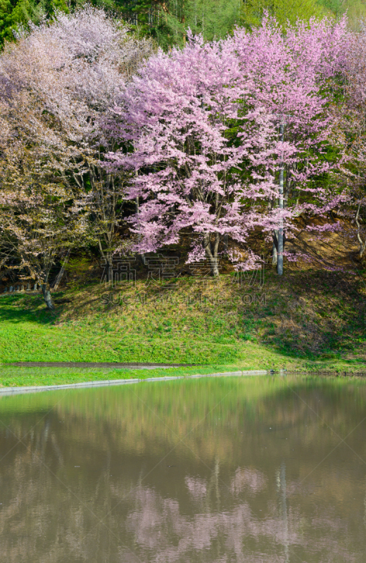 长野县,日本,樱桃树,垂直画幅,水,天空,美,信浓川,里山,樱花