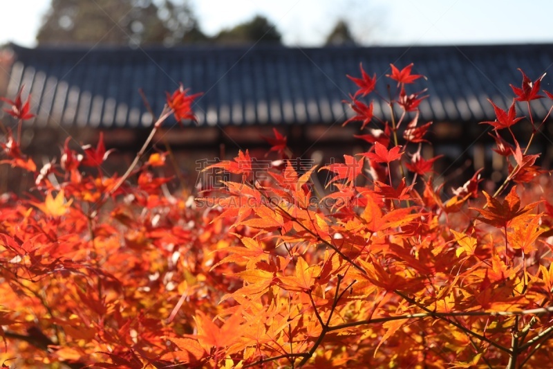 灌木,园林,东福寺,鸡爪枫,京都市,旅游目的地,水平画幅,寺庙,秋天,无人