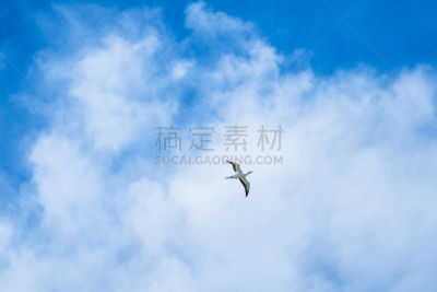 鸟类,海洋,天空,澳洲鲣鸟,在上面,云景,自由,风,云,斗篷