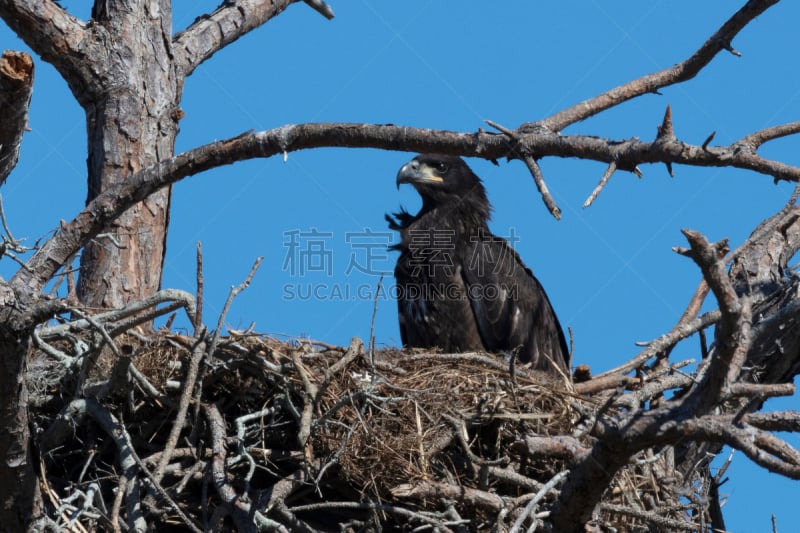 幼白头鹰,自然,野生动物,图像,佛罗里达,一只动物,野外动物,美国,动物,鸟类